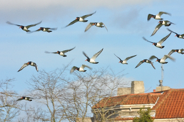 16 02 14_1147_edited-1.jpg - OYSTERCATCHERS - POOLE PARK - POOLE, DORSET - 16.2.14